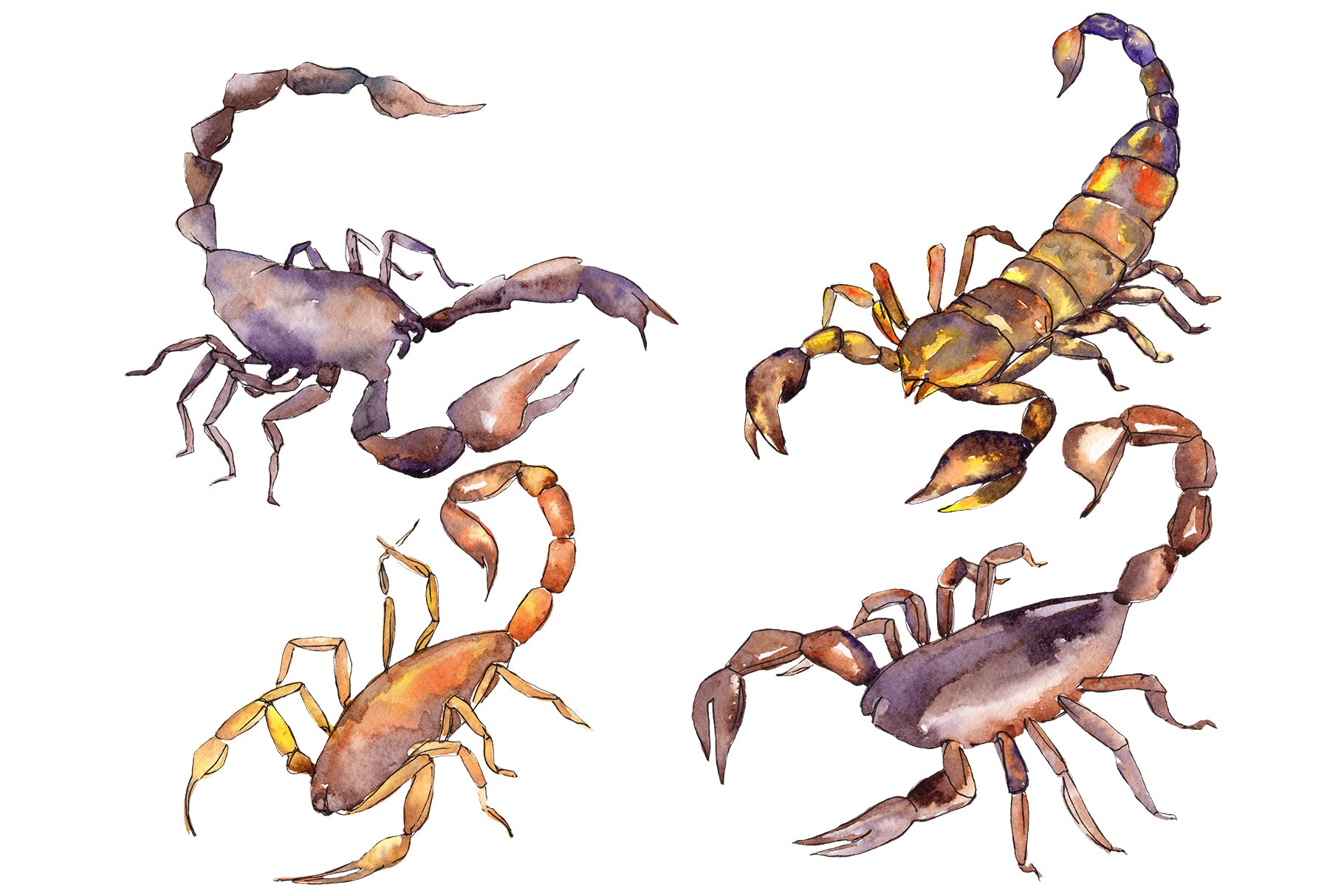 Animal world scorpion watercolor png