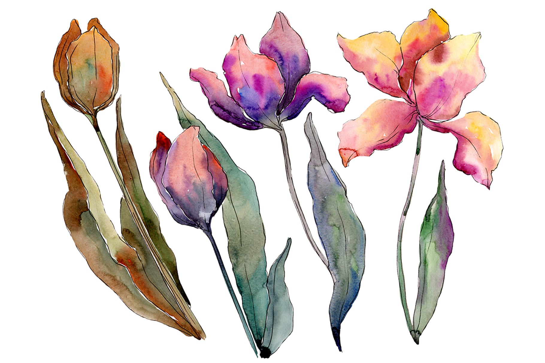 Bouquet of flowers from tulips Perfection watercolor png
