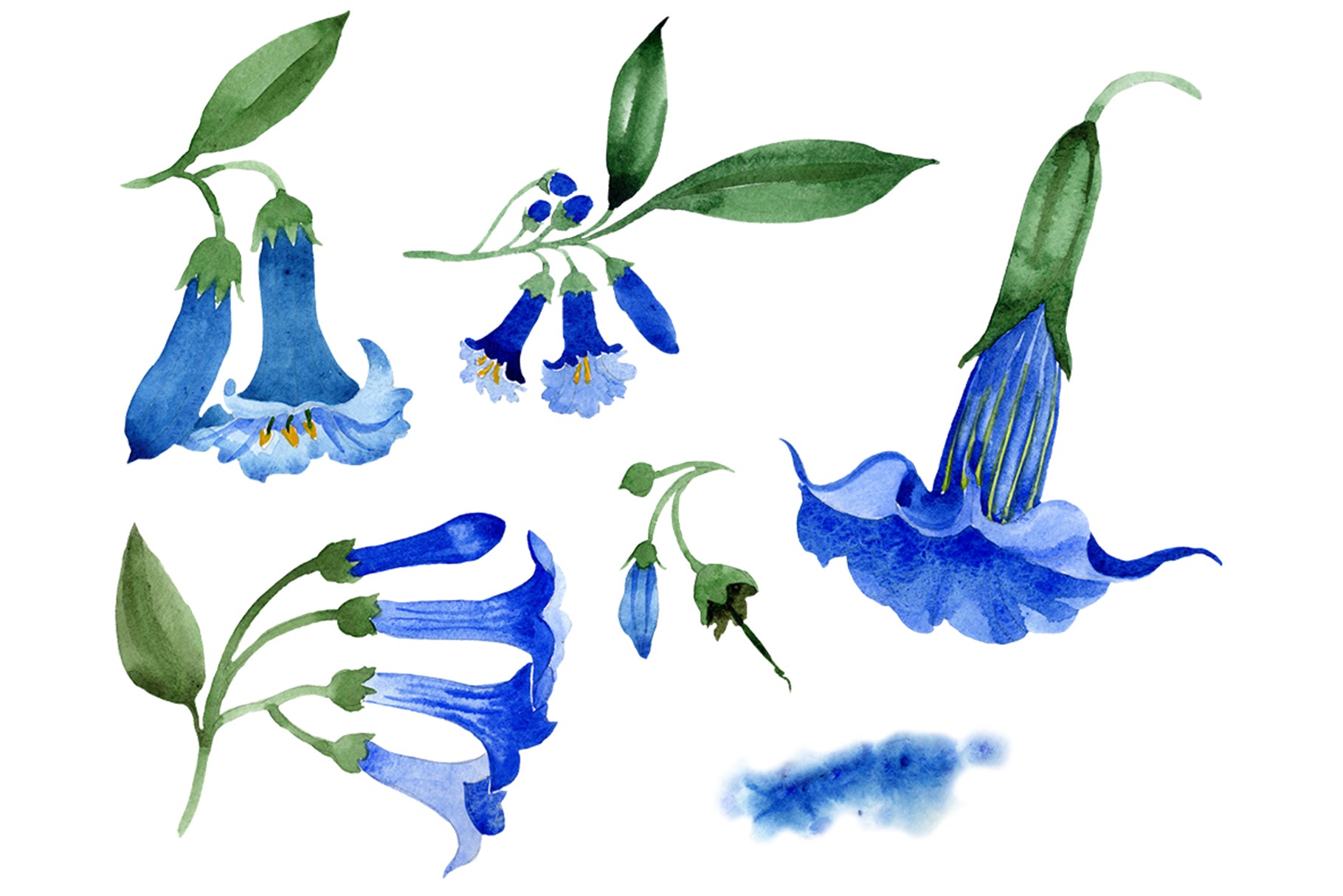 Brugmansia Blue flower Watercolor png