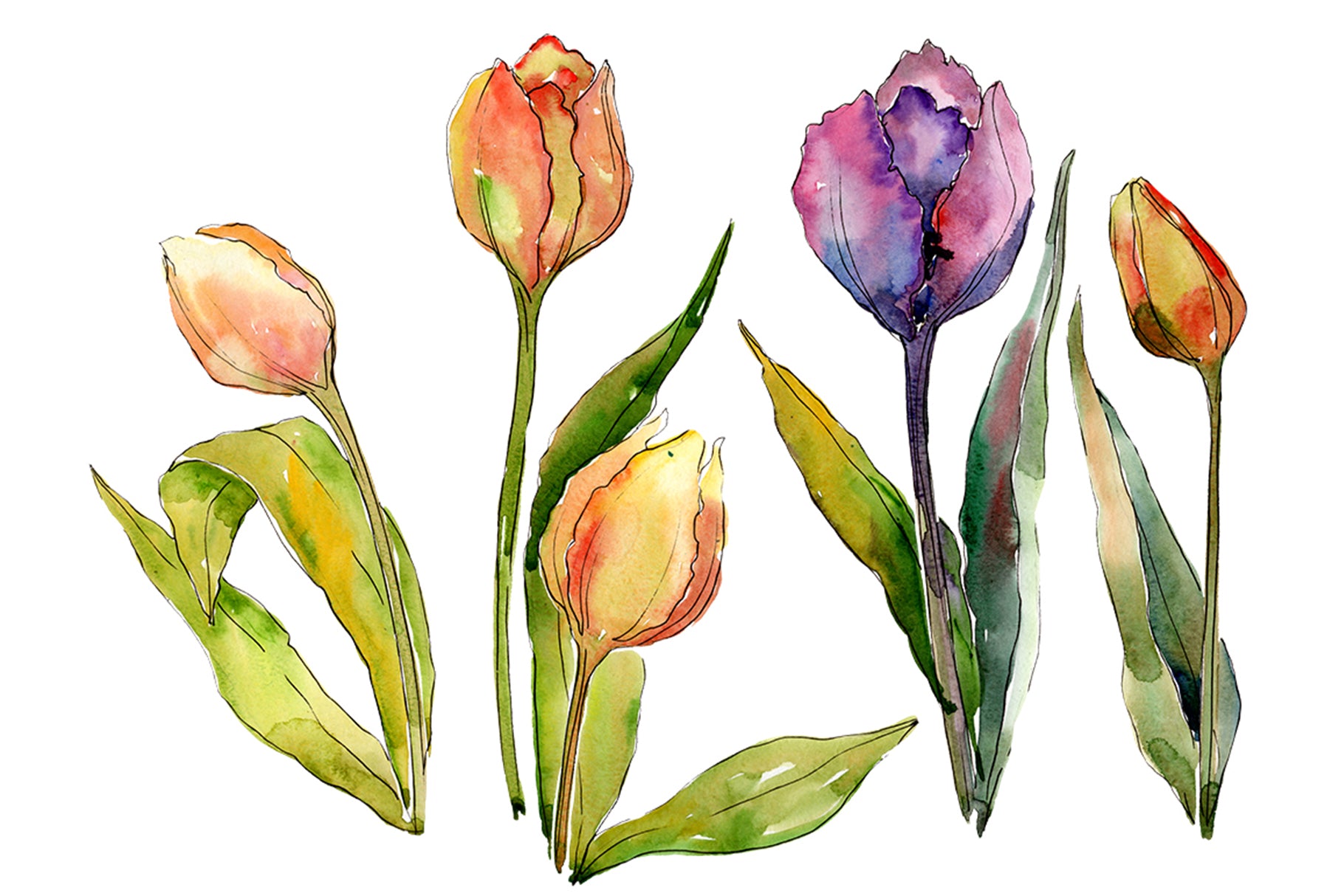 Bouquet of flowers from tulips romance watercolor png