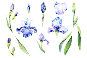 Irises blue Summer sky watercolor png