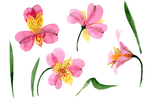 Astrometry pink flower watercolor png