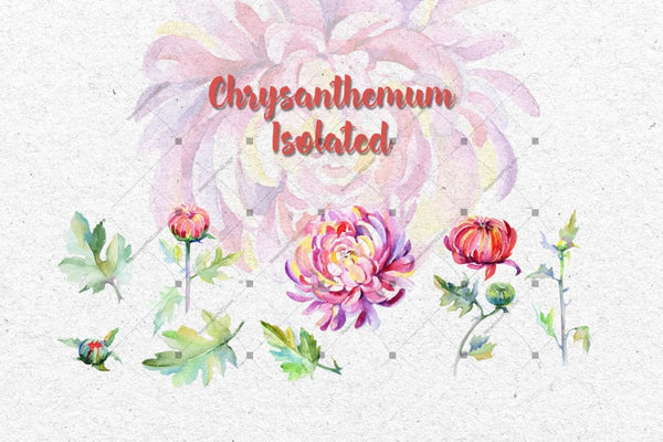 Tender Pink Chrysanthemum Png Watercolor Set Digital