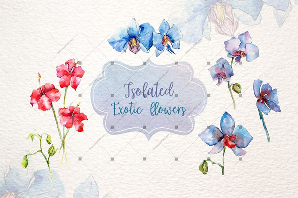 Exotic Red And Blue Orchids Png Watercolor Set Digital