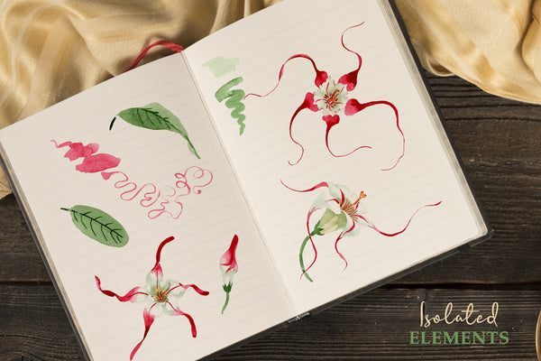 Strophanthus Watercolor png