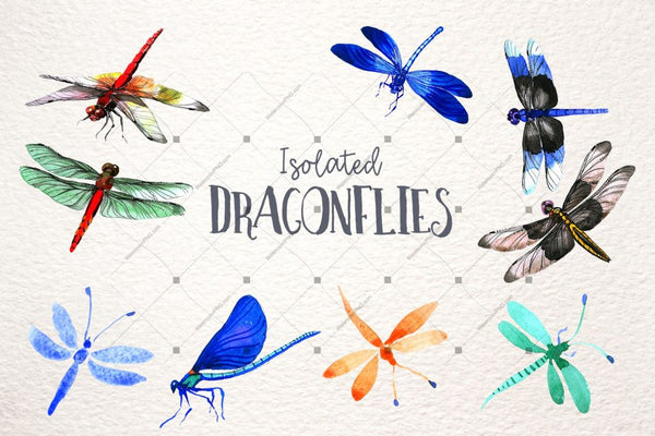 Insect Dragonfly Png Watercolor Set Digital