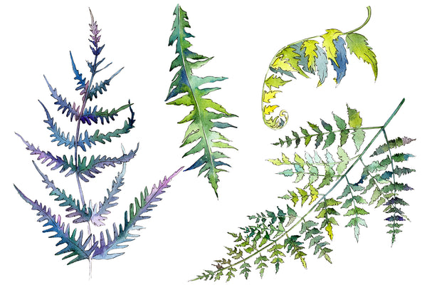 Fern plant watercolor png