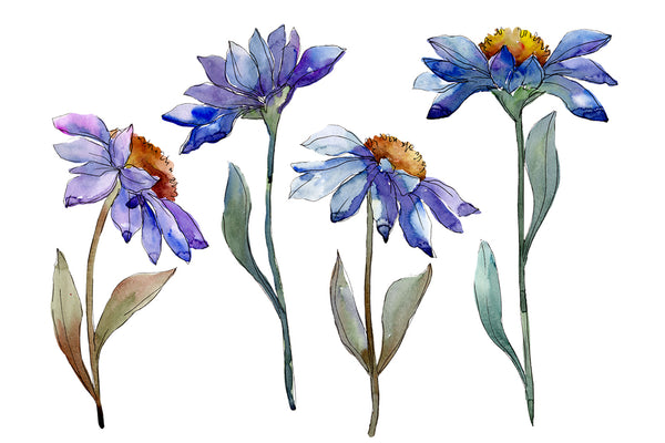 Bouquet blue of asters and daisies watercolor png
