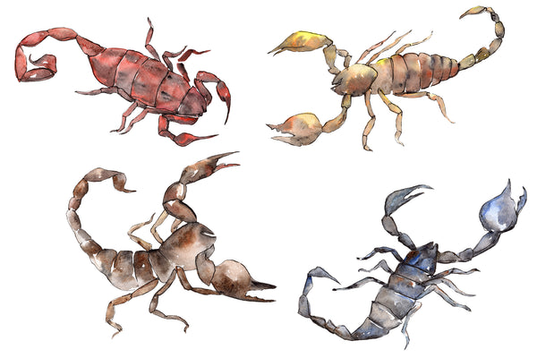 Animal scorpion watercolor png