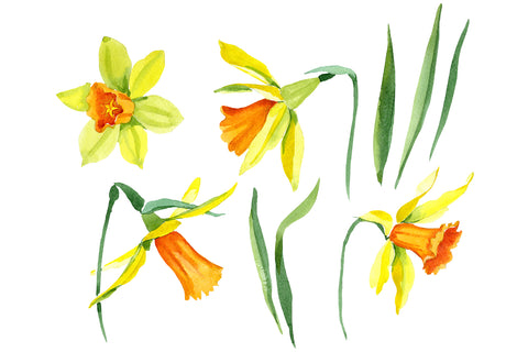 Narcissus lemon flower PNG watercolor set