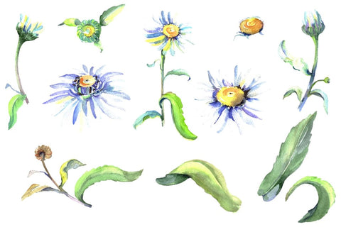 Daisy/chamomile Watercolor png Flower