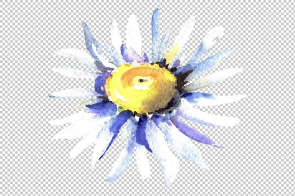 Daisy/chamomile Watercolor png Flower