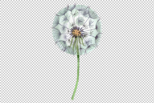 Dandelion summer greeting watercolor png Flower