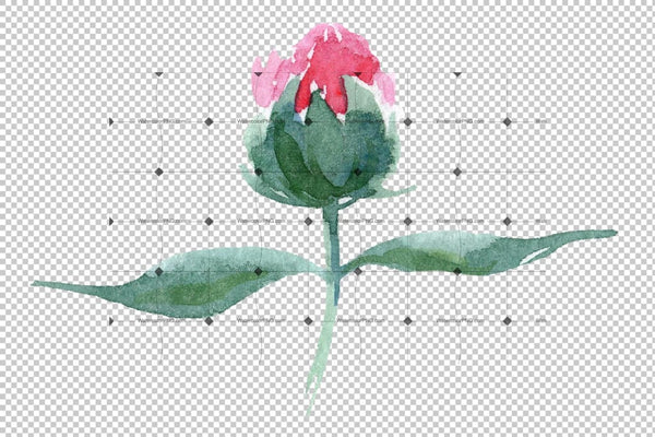 Delicate Colorful Peony Png Watercolor Set Flower