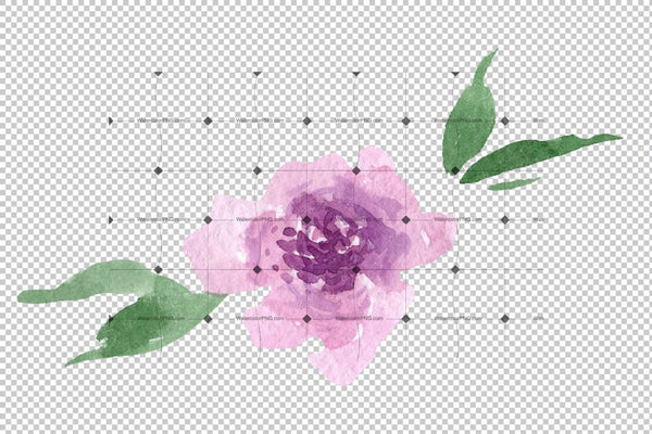 Delicate Colorful Peony Png Watercolor Set Flower