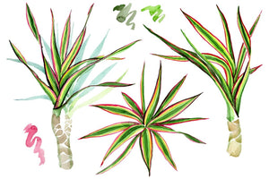 dracaena png Dracaena maraginata tricolor Watercolor png – WatercolorPNG