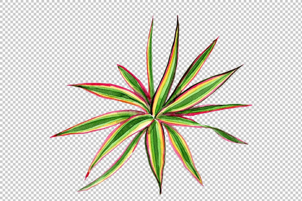 Dracaena maraginata tricolor Watercolor png Flower