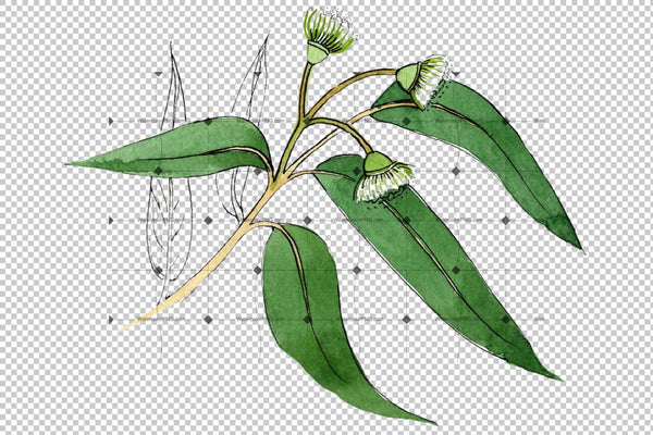 Eucalyptus Branch Png Watercolor Set Digital
