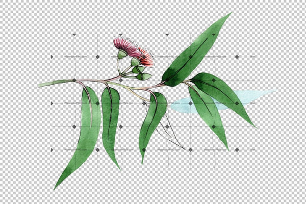 Eucalyptus Branch Png Watercolor Set Digital