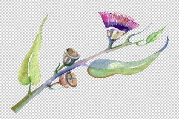 Eucalyptus watercolor plant png Flower