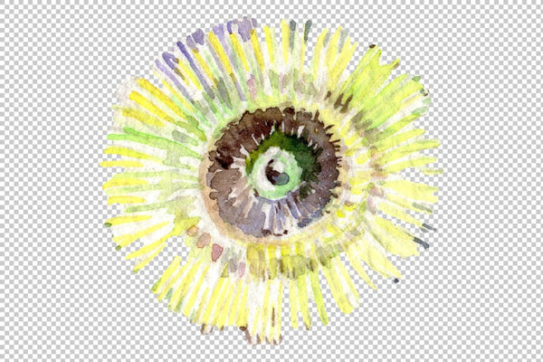 Eucalyptus Watercolor png Flower