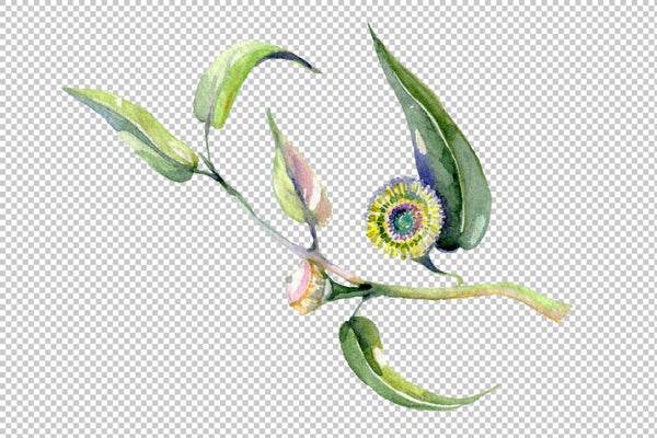 Eucalyptus Watercolor png Flower