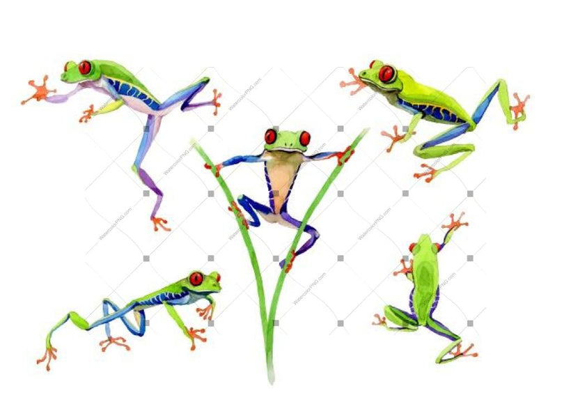 Watercolor Frog royalty free images