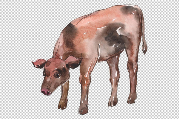 Farm animals: cow calf Watercolor png Flower