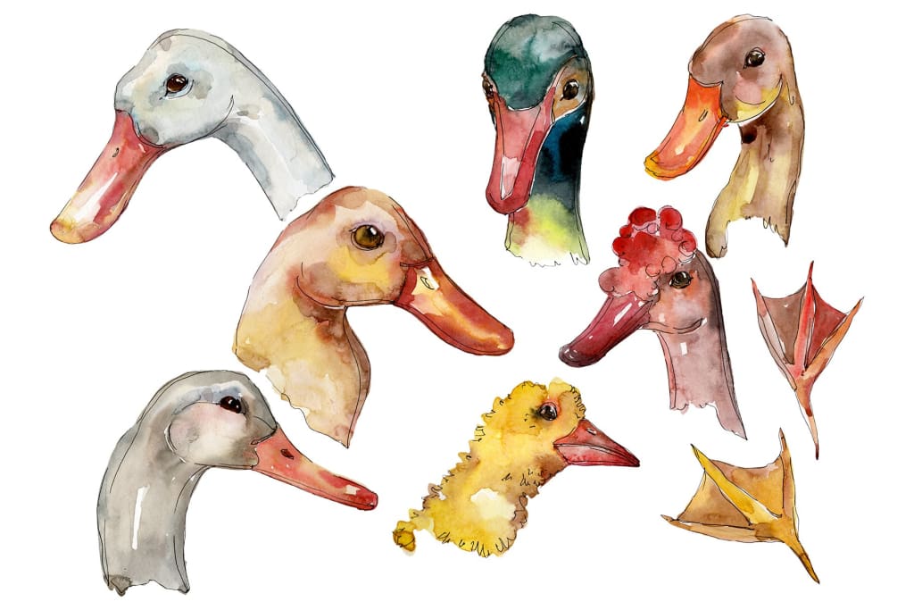 Farm animals: duck head Watercolor png Flower