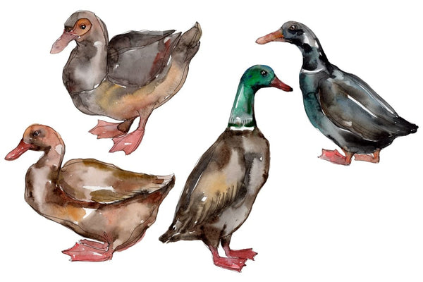 Farm animals: ducks Watercolor png Flower