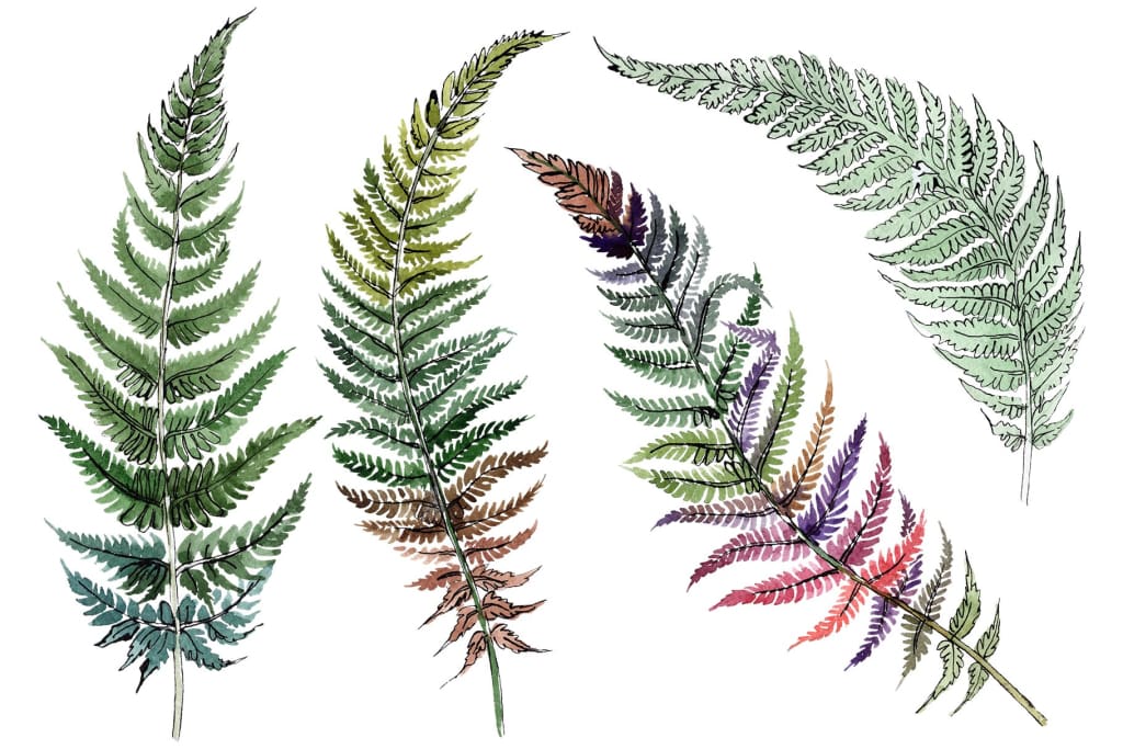 Fern plant watercolor png Flower