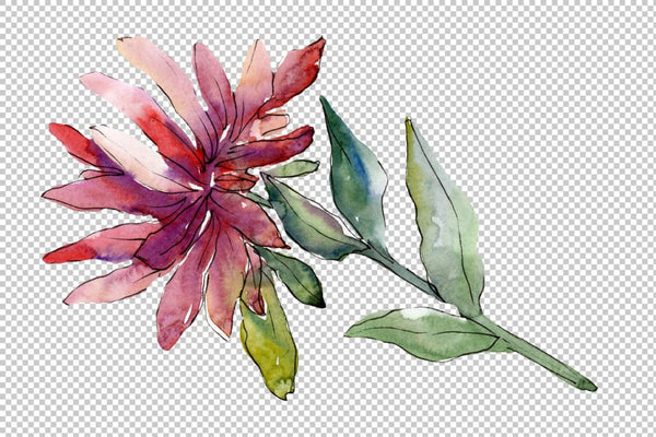 Flower Asters Watercolor png Flower