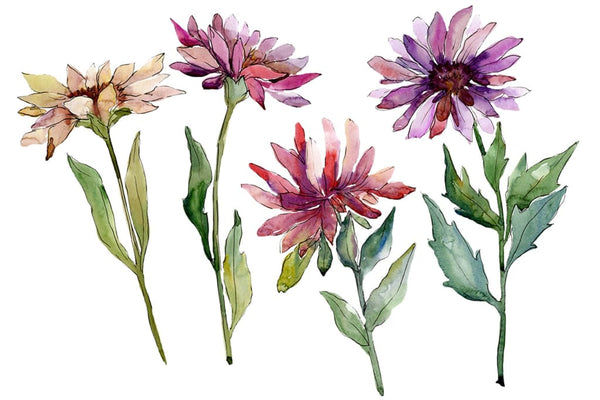 Flower Asters Watercolor png Flower