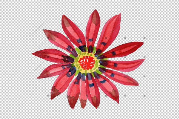 Flower Red Gazania Png Watercolor Set