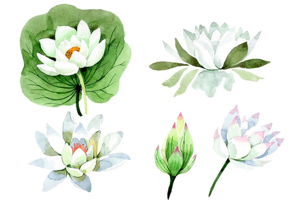 Flower White lotus Watercolor png Flower
