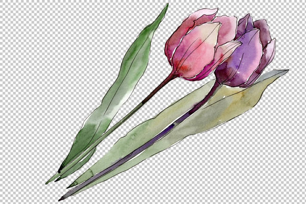 Flowers tulips cute compliment watercolor png Flower