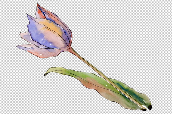 Flowers tulips fiery hello watercolor png Flower