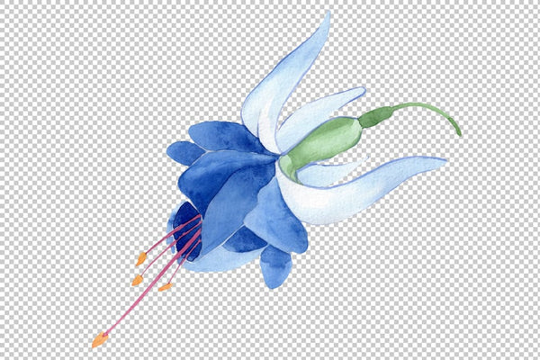 Fuchsia blue watercolor png Flower