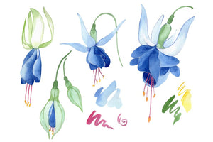 Fuchsia blue watercolor png Flower