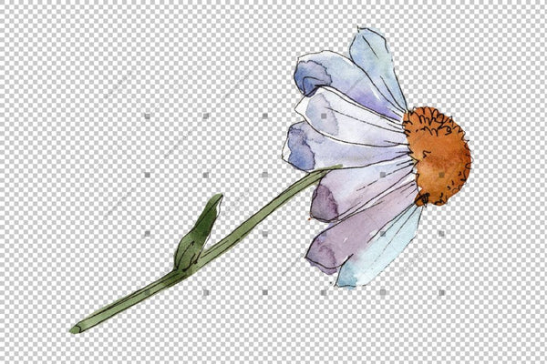 Gentle Chamomile Png Watercolor Set Flower