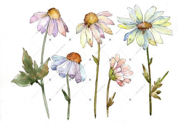 Gentle Chamomile Png Watercolor Set Flower