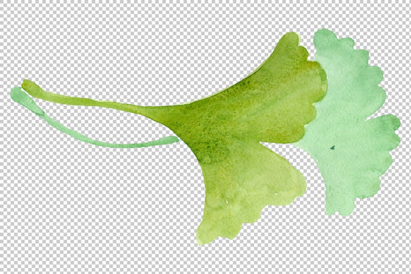 Ginkgo biloba plain green watercolor png Flower