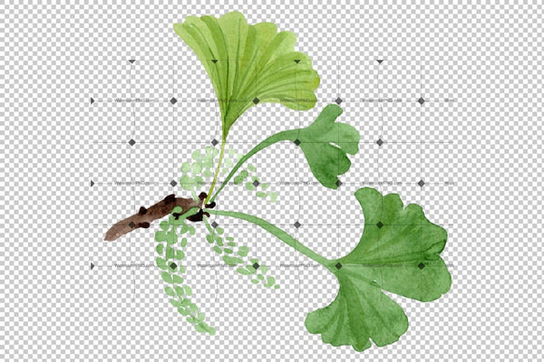 Ginkgo Biloba Watercolor Png Flower