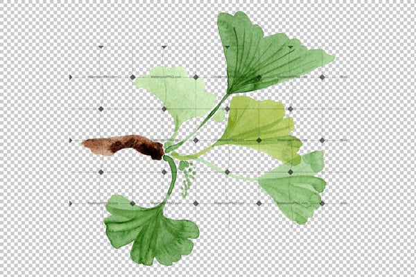 Ginkgo Biloba Watercolor Png Flower