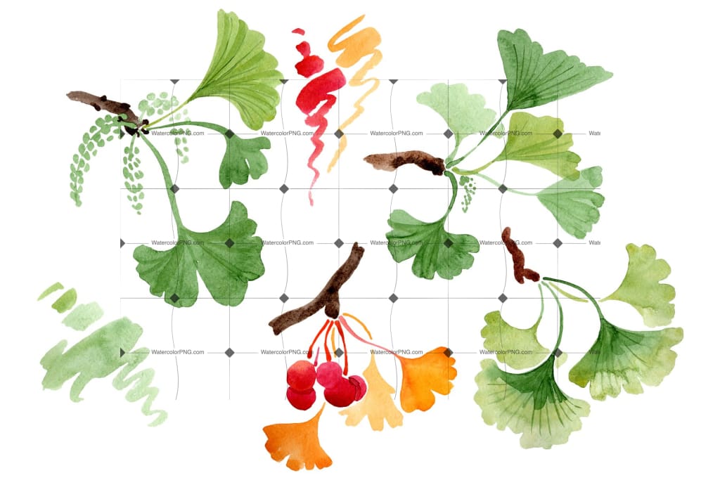 Ginkgo Biloba Watercolor Png Flower