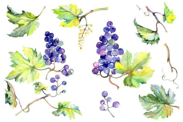 Grapes Watercolor png Flower