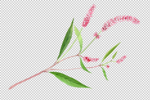 Herbals Watercolor png Flower