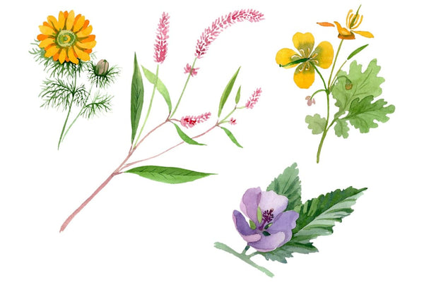 Herbals Watercolor png Flower