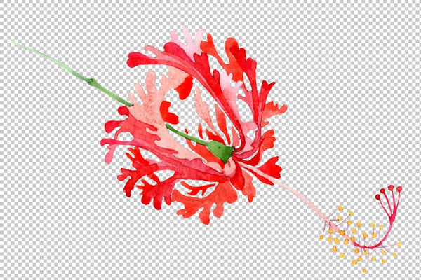 Hibiscus schizopetalon red Watercolor png Flower