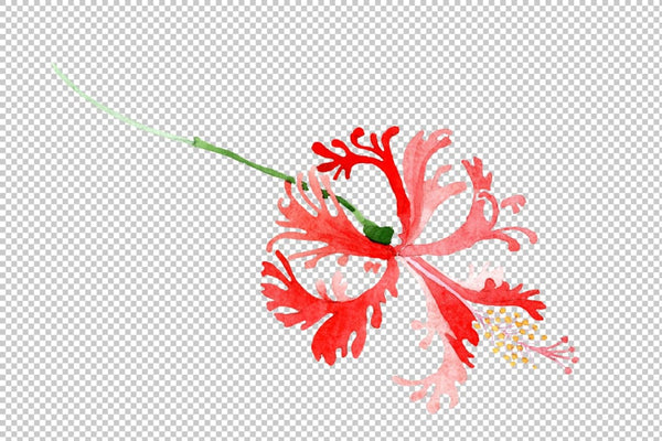 Hibiscus schizopetalon red Watercolor png Flower